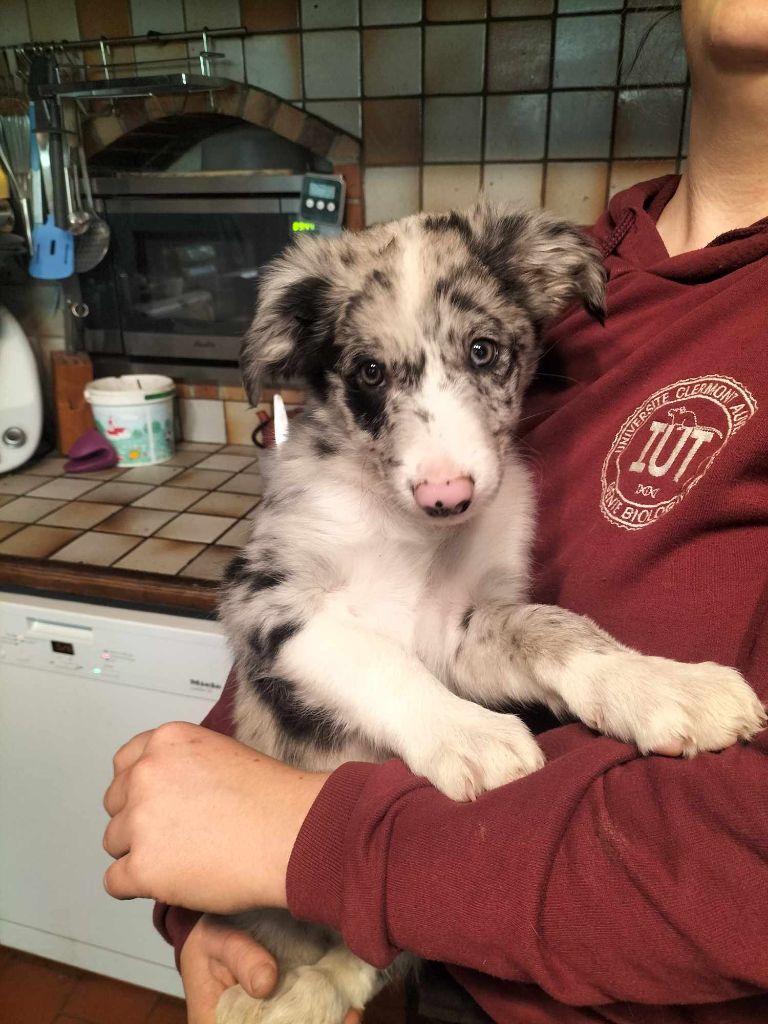 Chiot mâle border collie