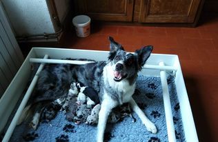Chiot Border Collie des Anges de Saika
