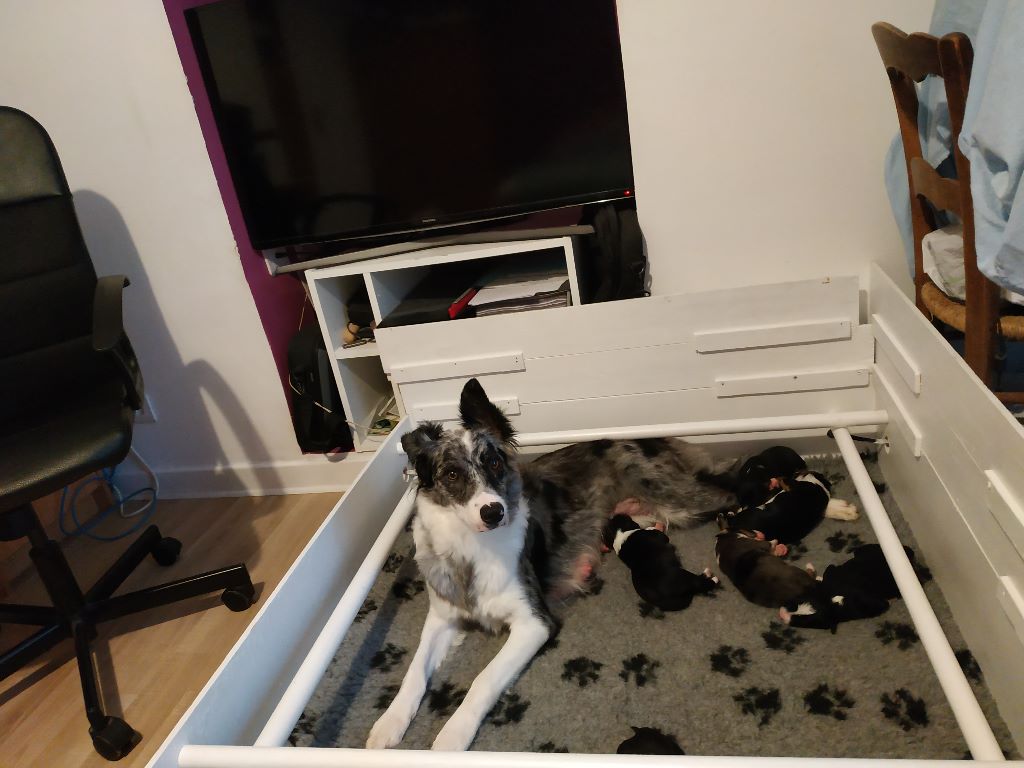 des Anges de Saika - Border Collie - Portée née le 22/10/2019